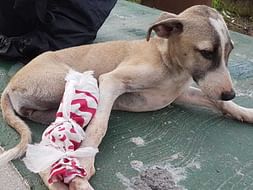 Help us build a shelter for sick, injured, paralyzed and old animals!