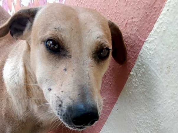 Help ‘Sundari’ Lead A Happy Dog’s Life.