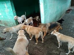 Help INCARE To Save More Dogs.
