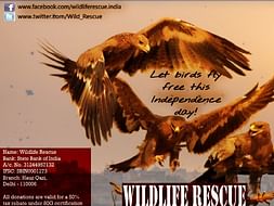 Save Birds of Delhi!!!