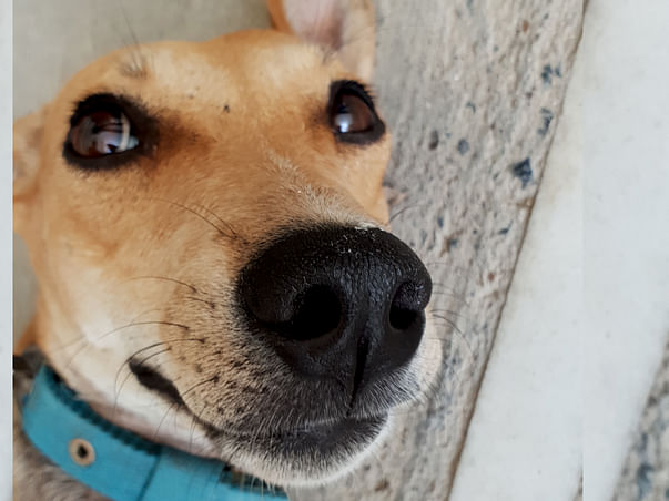 Help Chennai's Street Dogs: Spay the Strays Chennai