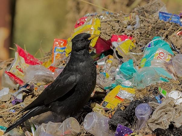 Help Sachin to make Himalaya plastic free #Banplasticinhimalaya