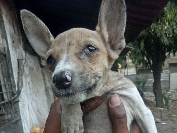 Help Save Prince's Life