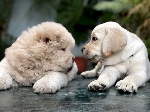 Helping Stary Dogs and Disowned Pets.