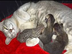 Save Angel And Her 3 Kittens From Going Homeless