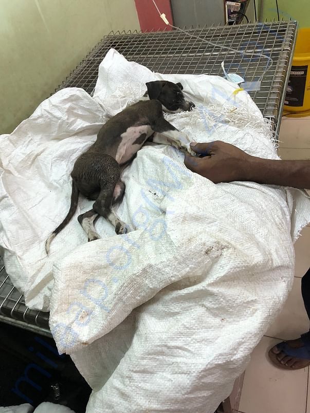 stray dog hit by bike getting treatment
