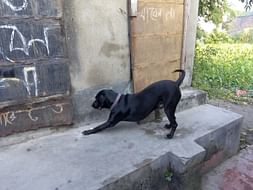 Street Dogs Care