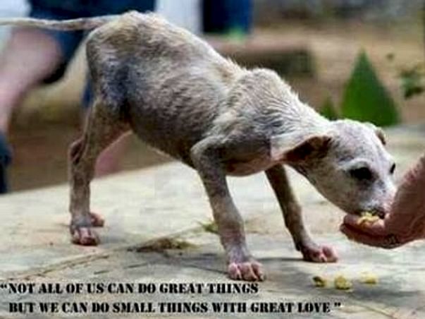 Life Saving Surgeries and Shelter for Animals In Need.