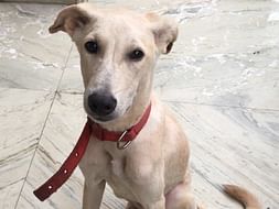 Help Kevin Reach His Home In Canada