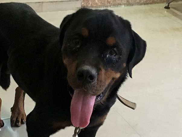 Help The Gorgeous Abandoned Rottweiler Found.