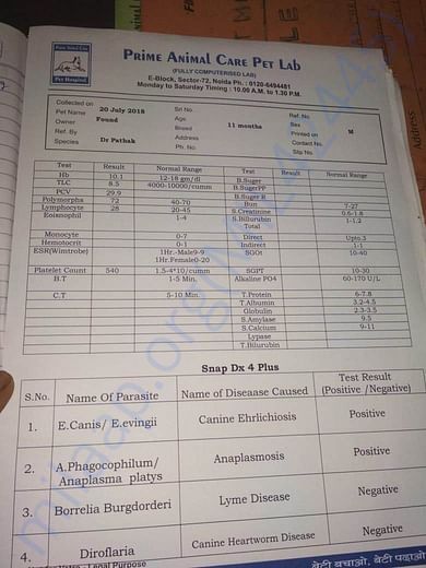 Report confirming Anemia, Ehrlichiosis and Anaplasmosis
