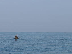 Help Communities Conserve Marine Wildlife In Goa