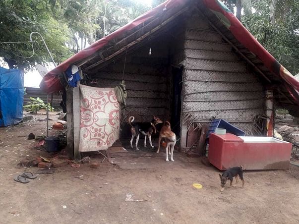 Help Sunitha And Her Rescued Animals In Kerala.