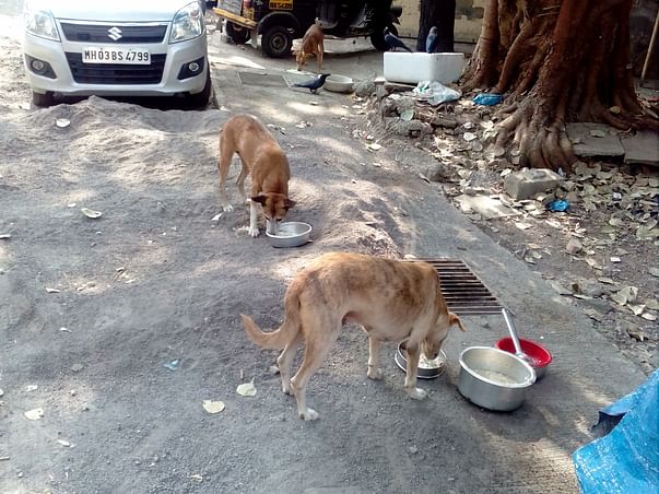 Help Us Continue Feeding The Strays Of Vikhroli (Our Extended Family)