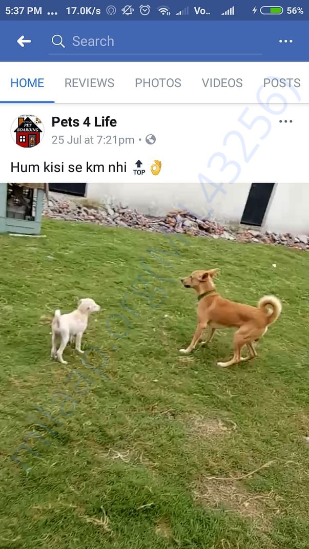 Vanilla playing in her boarding