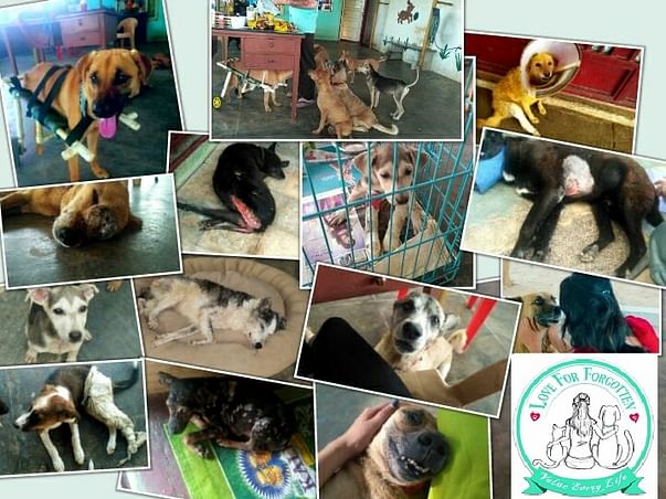 Adopt Dogs, don't Shop !!!