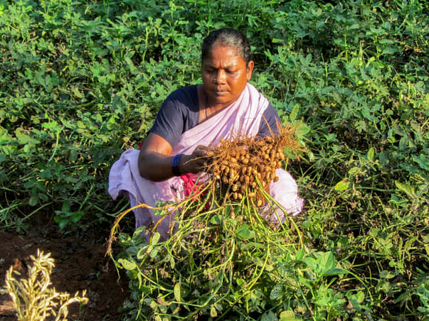 Help Farmers And Hawkers To Raise Their Livelihood