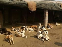 Casper's Home Babies Need Your Support.