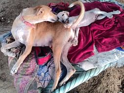It's now or never. Please hold us tight to save their one n only home.