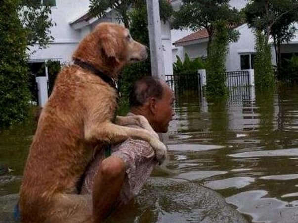 Help Save the Animals of Kerala