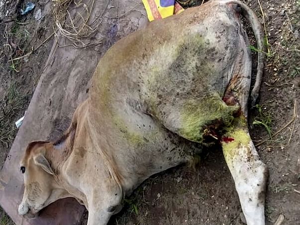 HELP US SAVE MOOSHOO