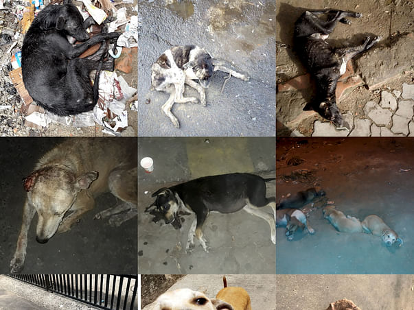 Help us save the strays of Kolkata