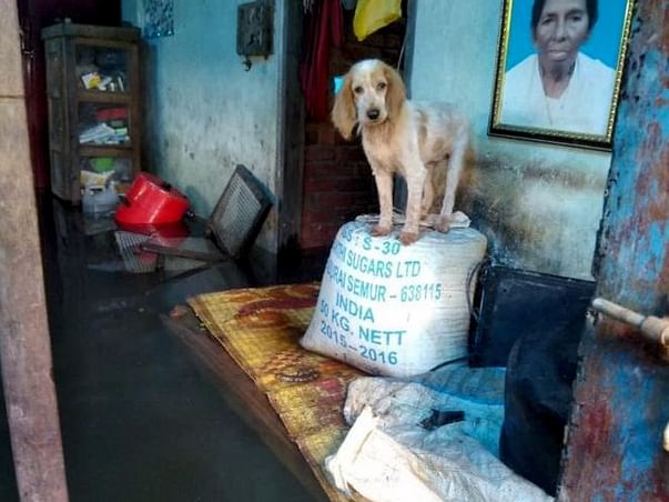 Help....India's 'biggest' pet rescue operation in Kerala floods