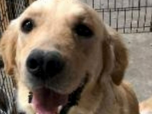 i love dogs i love you dog