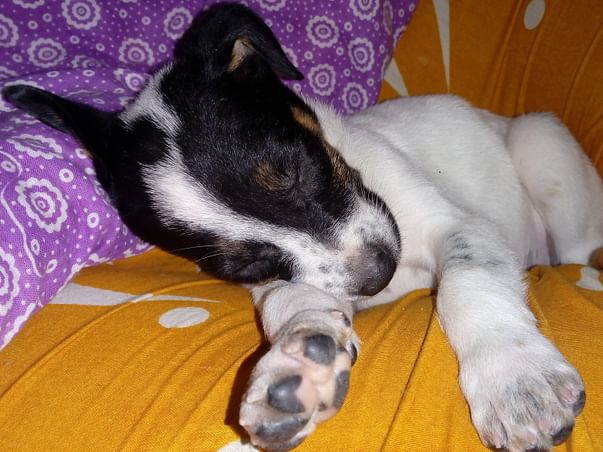 Save the Strays