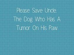 Please Save Uncle, The Dog Who Has A Tumor On His Paw