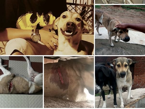Raising Funds For Browny's Treatment