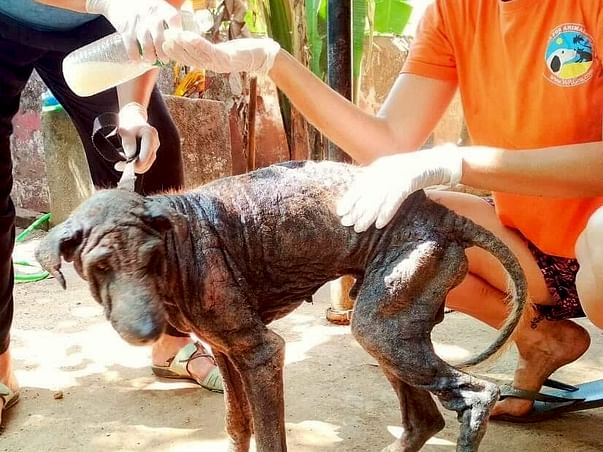 Help Marley have a dignified life