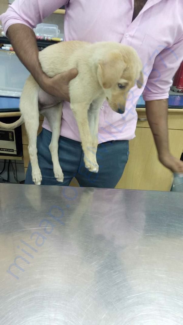 Her first visit to vet after being rescued.