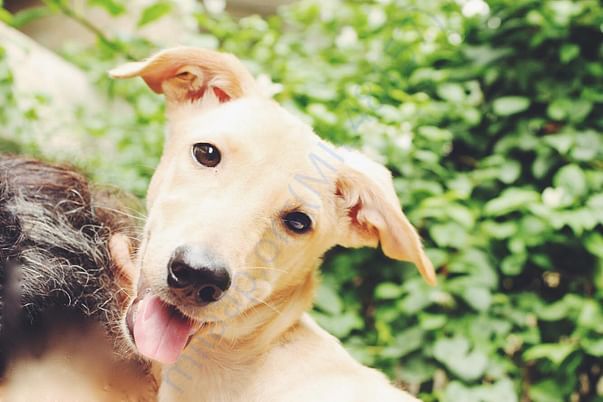 From Second adoption shoot.
