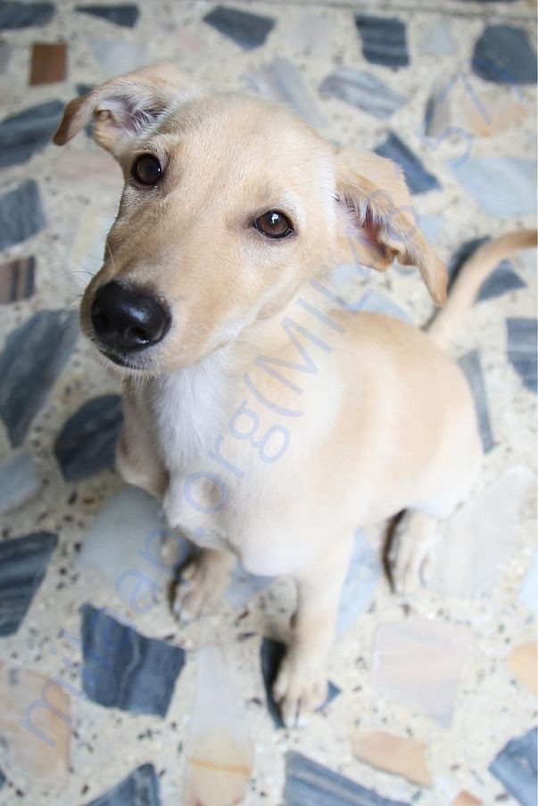 From third adoption shoot