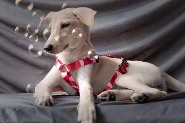 From fourth adoption photo shoot.
