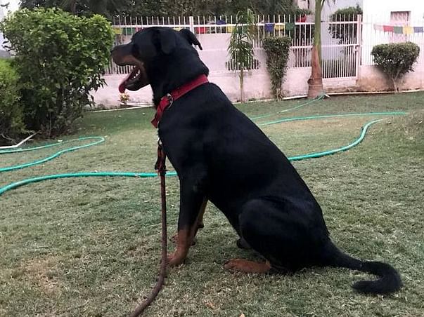 Give Rotty another chance at life