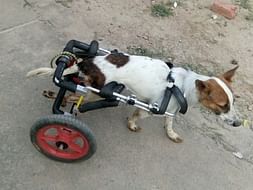Help Me Support The Animals at Tails of Compassion