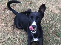 Help Shera fly to Chicago!