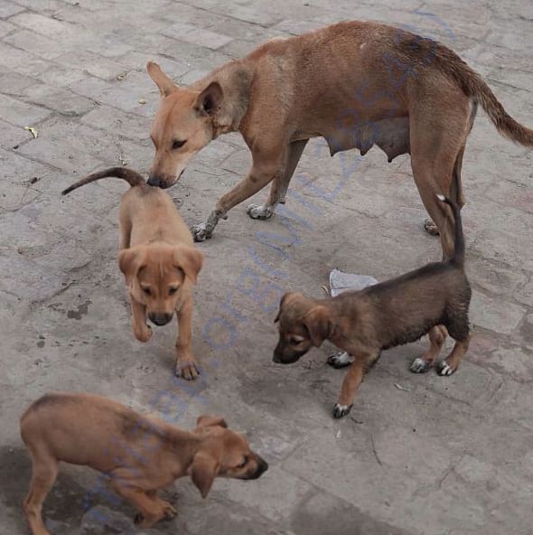 Just a few new members of my pack!