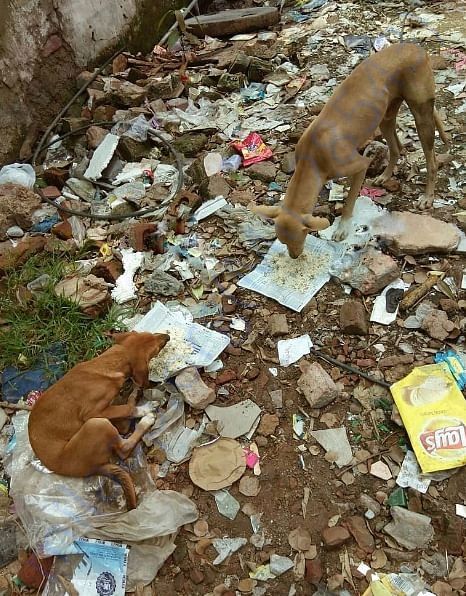 These dogs have been brought back from near death with regular care