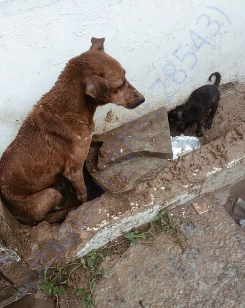 Stella and Moti the day I found them