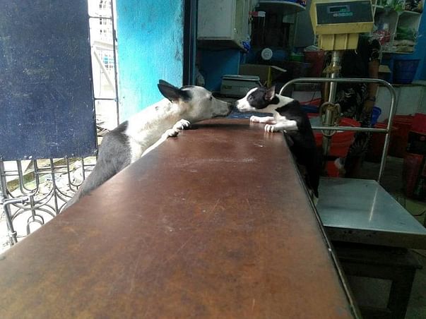 Help Me Save 25 Homeless Dogs