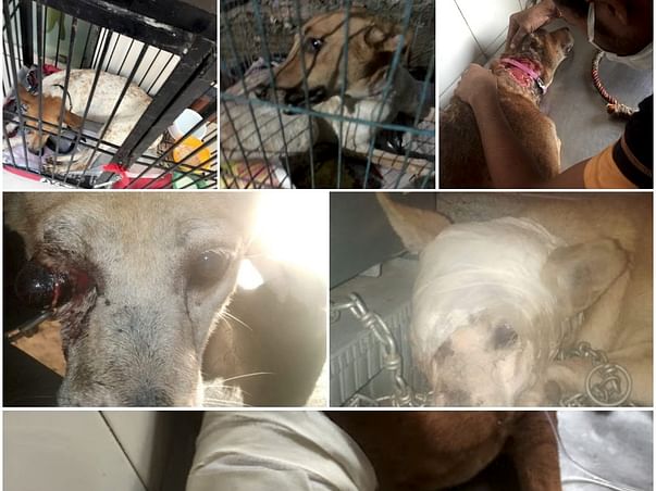 Help In Reducing The Miseries Of Three Neglected Stray Lives