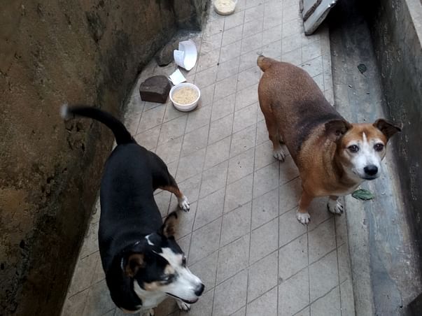 Help Strays Get Nurtured