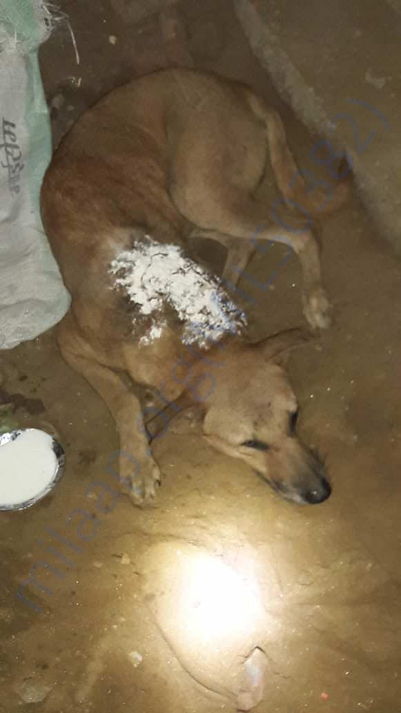 Wounded dog