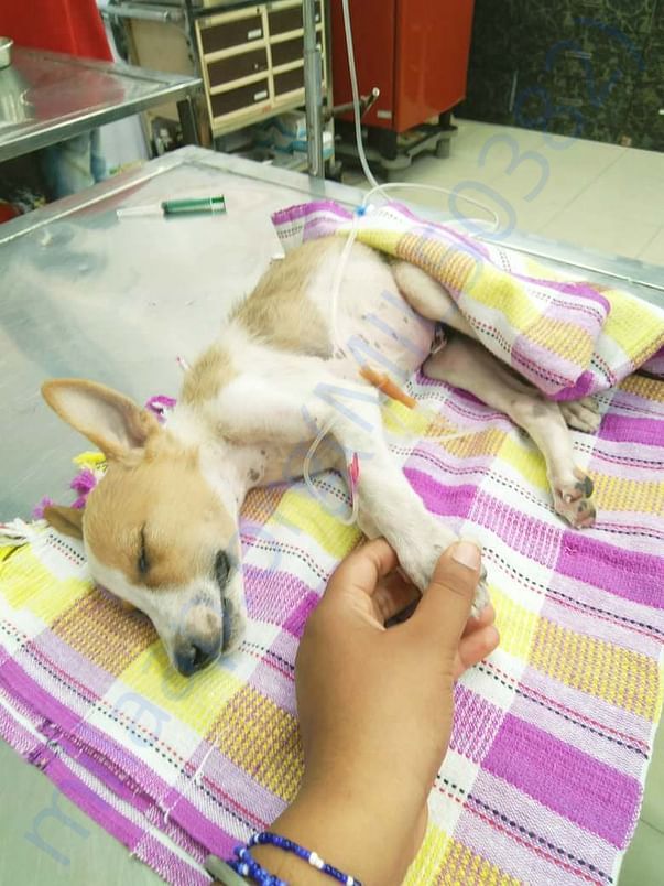 Champ fighting parvo virus