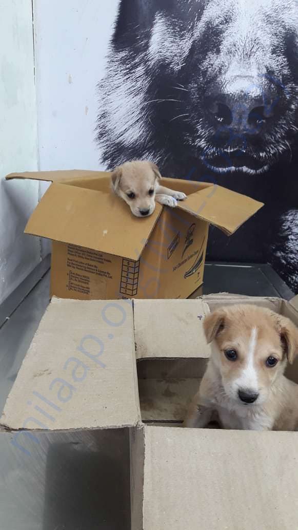 In queue for De-worming