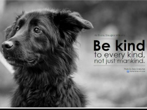 Help Street Dogs & Cats