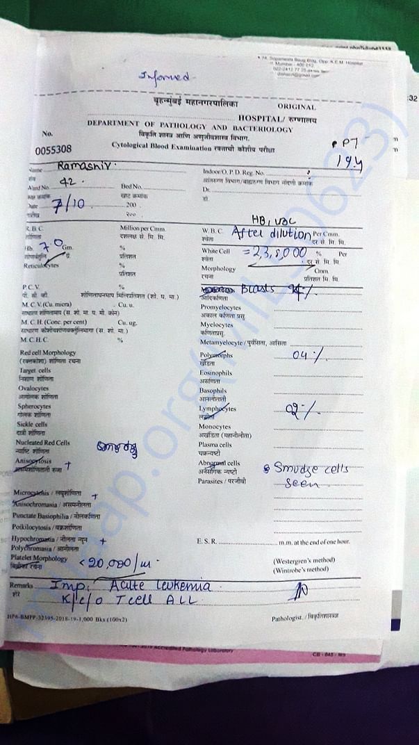 Cytological Blood Examination